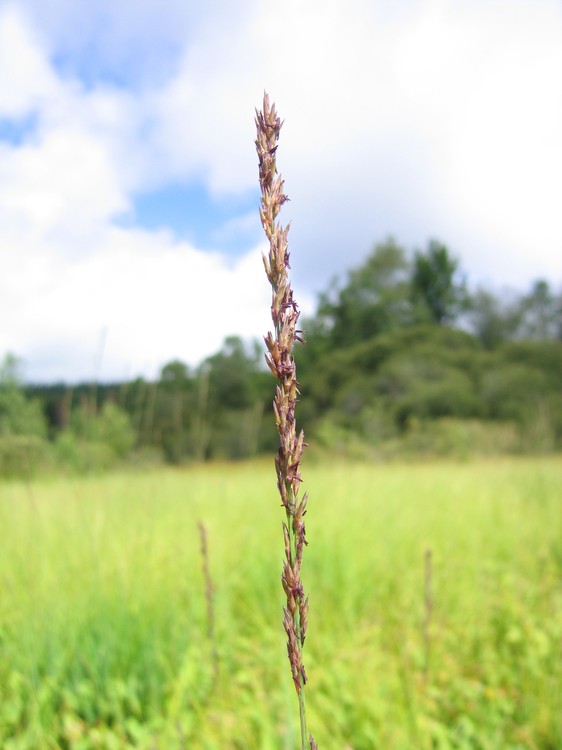 Molinia caerulea